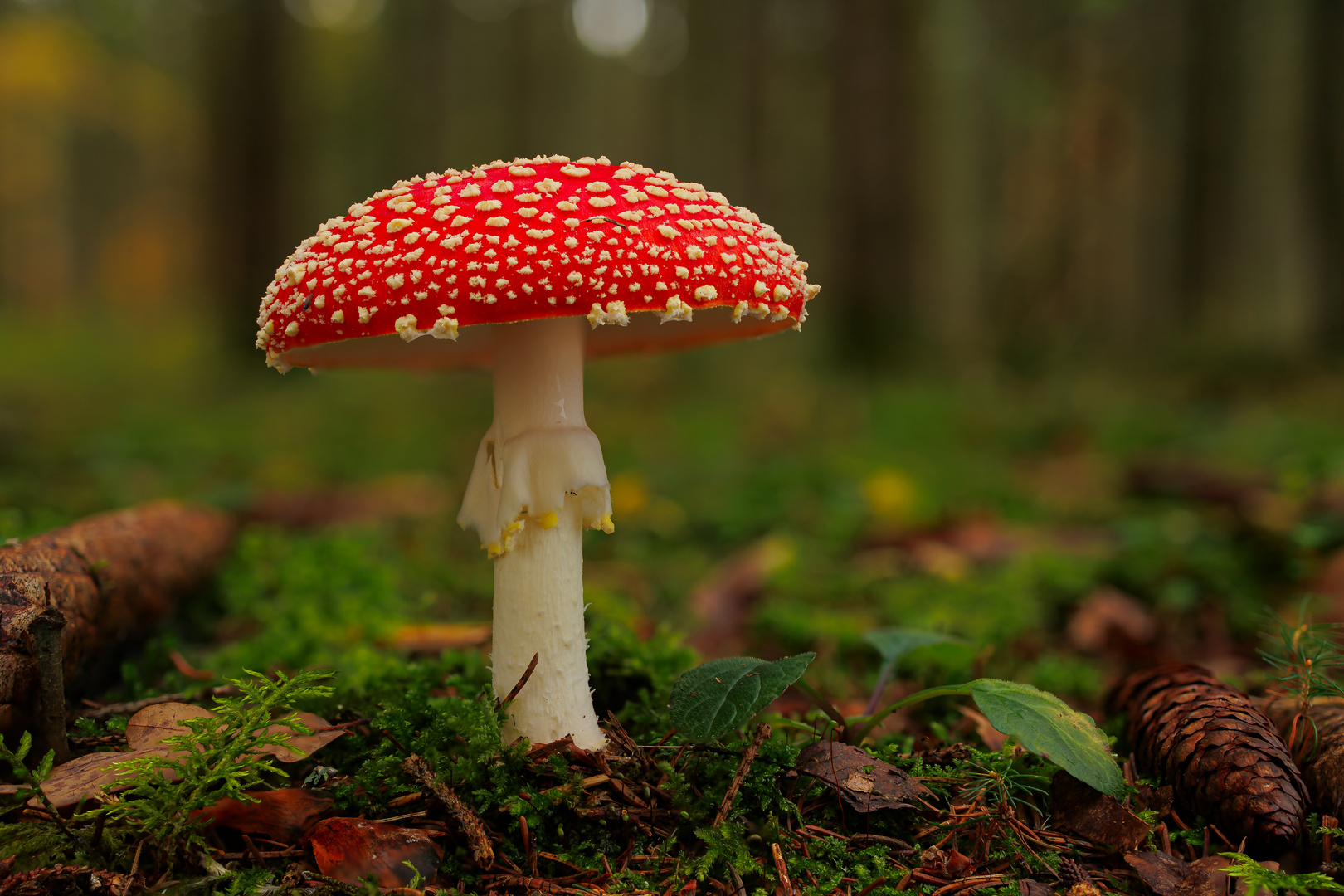 Fliegenpilz im Wald