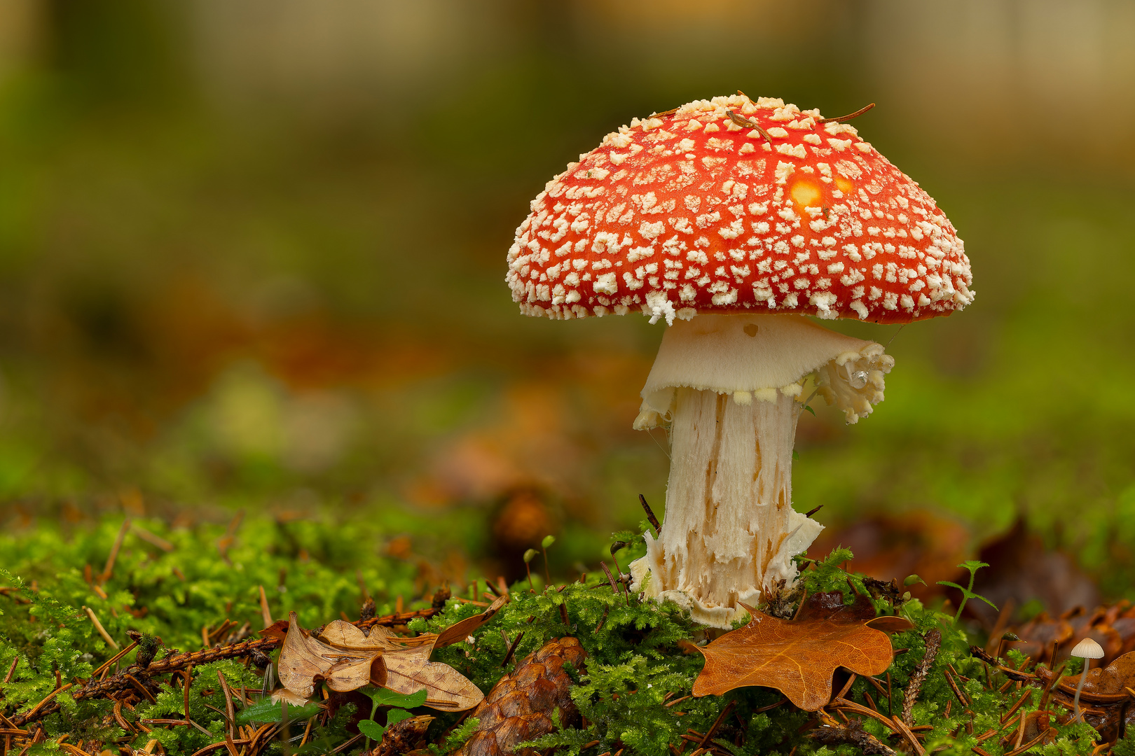 Fliegenpilz im Wald