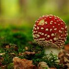 Fliegenpilz im Wald