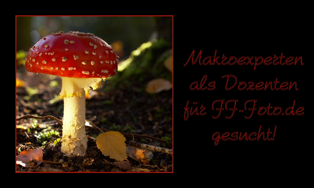 Fliegenpilz im Wald