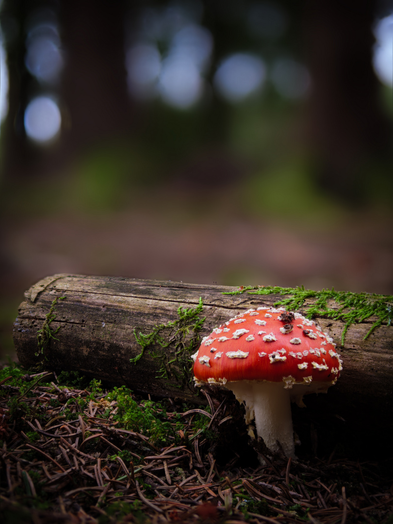 Fliegenpilz im Wald