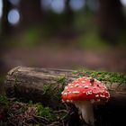 Fliegenpilz im Wald