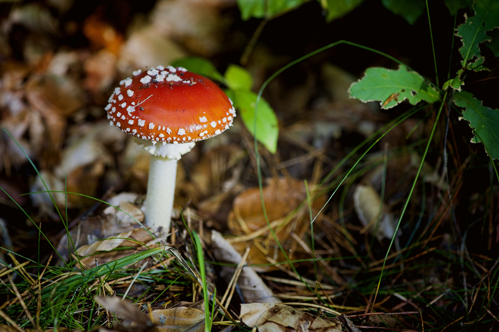 Fliegenpilz im Wald