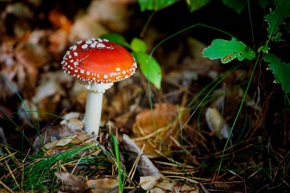 Fliegenpilz im Wald