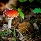 Fliegenpilz im Wald