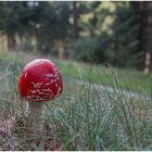 Fliegenpilz im Wald