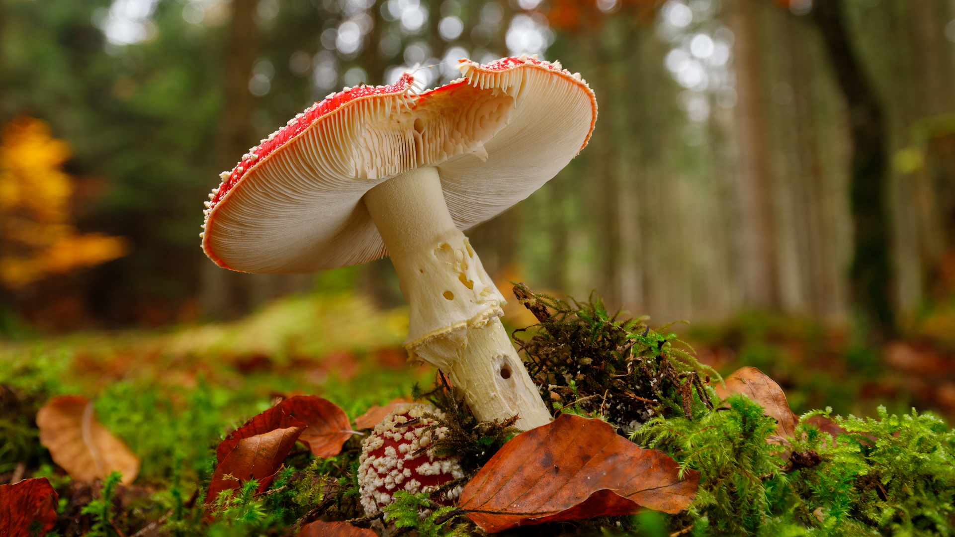 Fliegenpilz im Wald