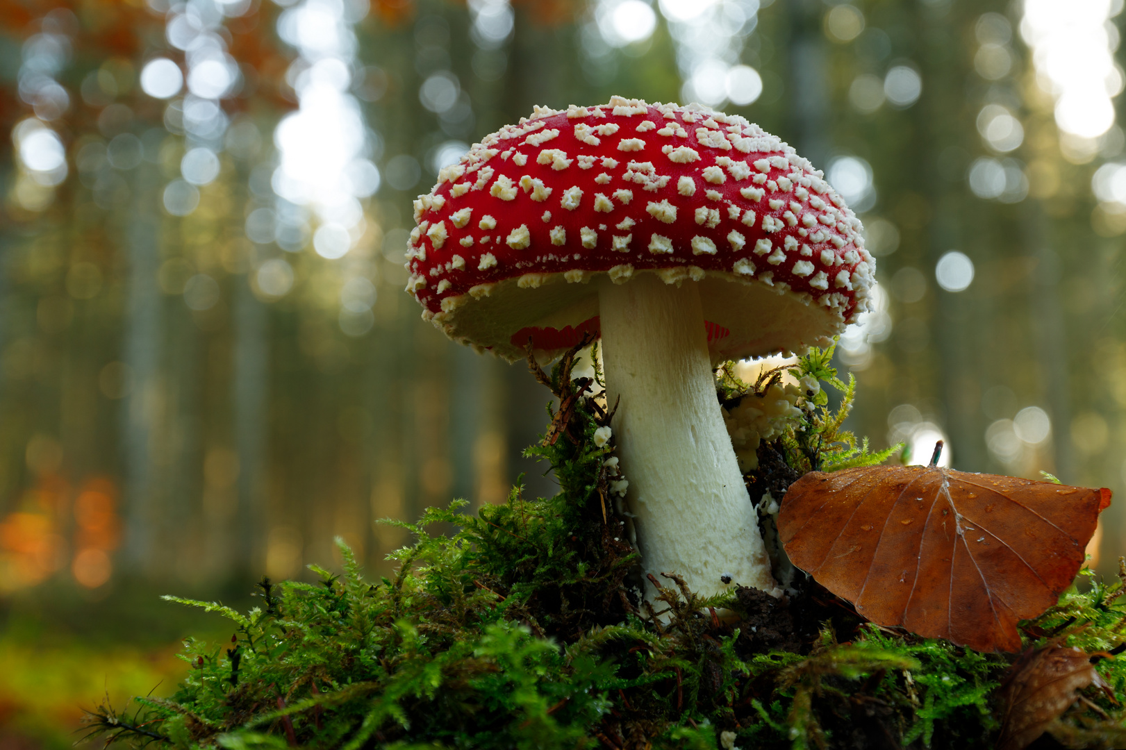 Fliegenpilz im Wald Foto &amp; Bild | nah- &amp; makro, pflanzen, pilze ...