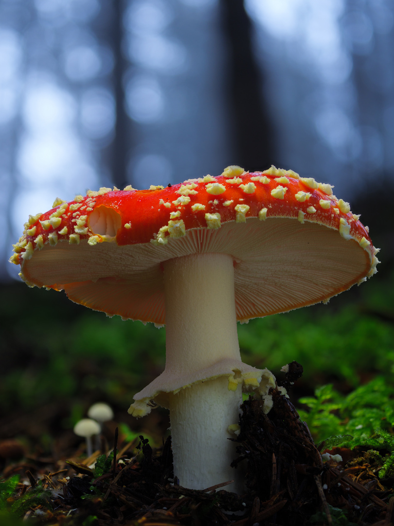 Fliegenpilz im Wald