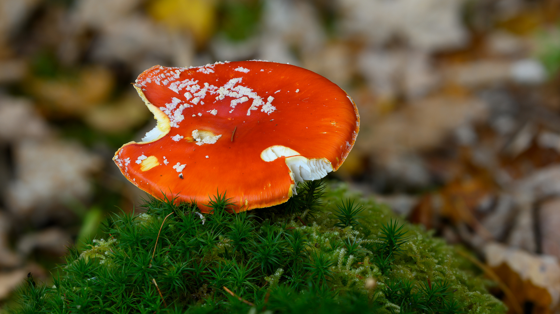 Fliegenpilz im Wald