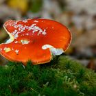 Fliegenpilz im Wald