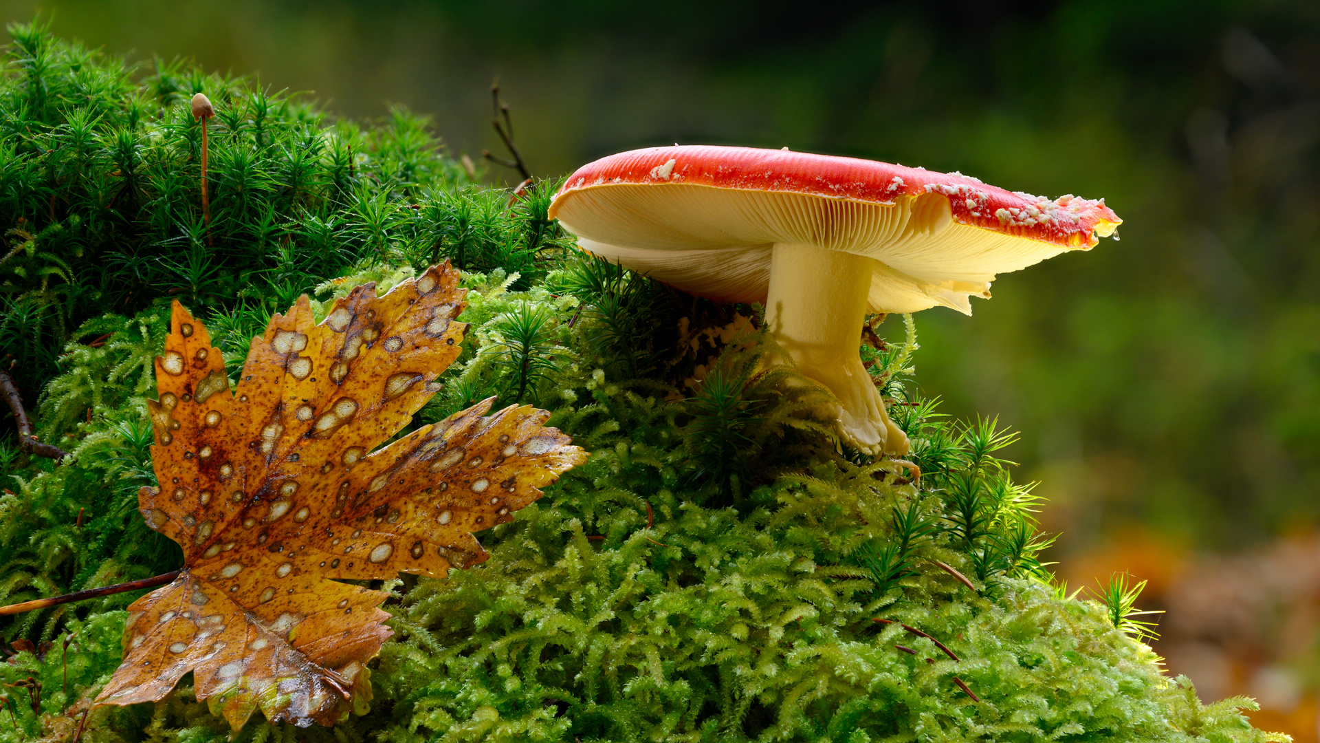 Fliegenpilz im Wald