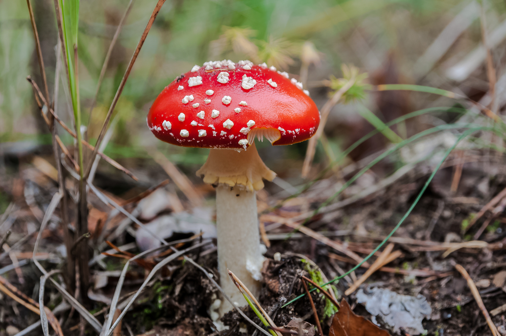 Fliegenpilz im Wald