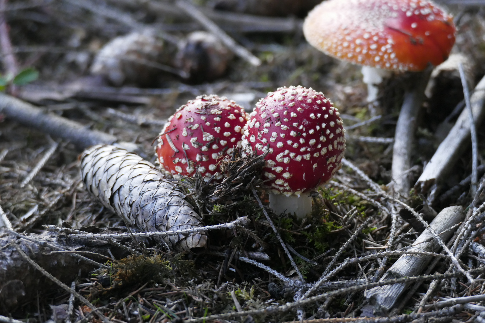 Fliegenpilz, immer wieder schön 