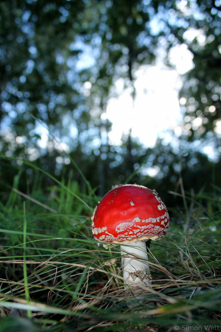 Fliegenpilz in der Boberger Niederung