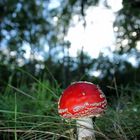 Fliegenpilz in der Boberger Niederung