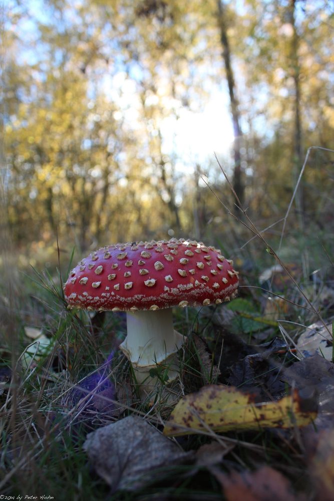 Fliegenpilz in der Eifel 2012 (1)