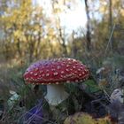 Fliegenpilz in der Eifel 2012 (1)