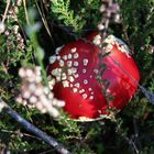 Fliegenpilz in der Eifel 2012 (2)