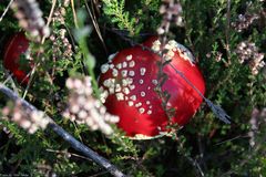 Fliegenpilz in der Eifel 2012 (2)