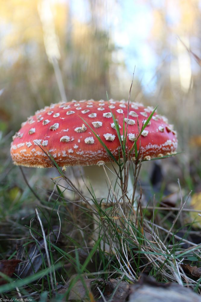 Fliegenpilz in der Eifel 2012 (3)