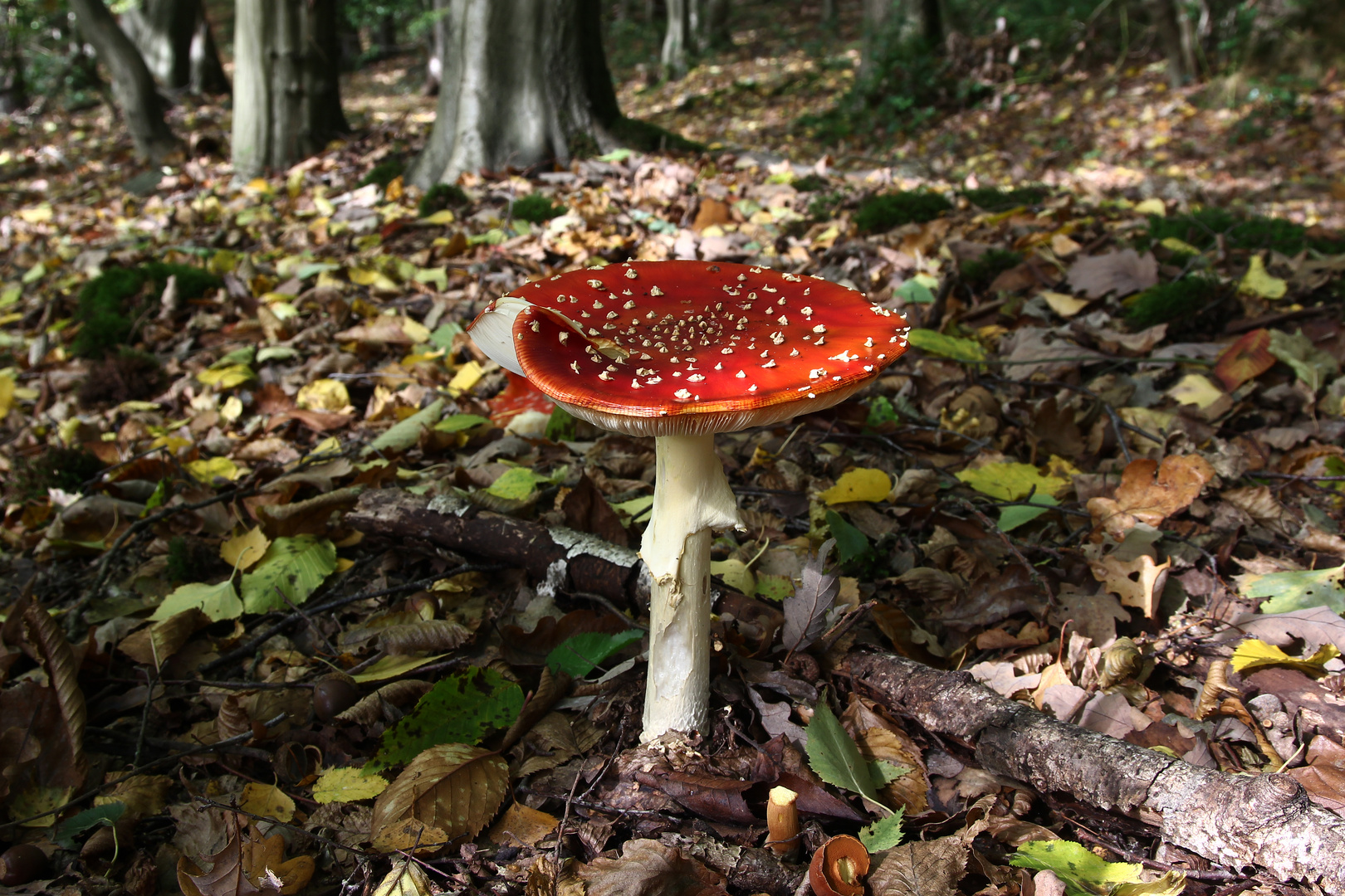 Fliegenpilz in der Elfringauser Schweiz