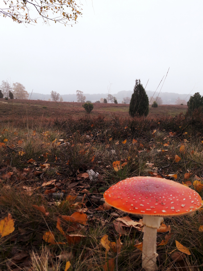 Fliegenpilz in der Lüneburger Heide 