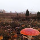 Fliegenpilz in der Lüneburger Heide 