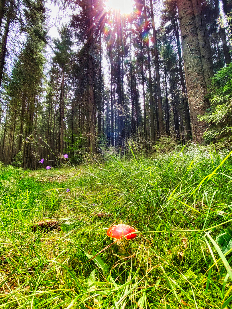 Fliegenpilz in der Sonne