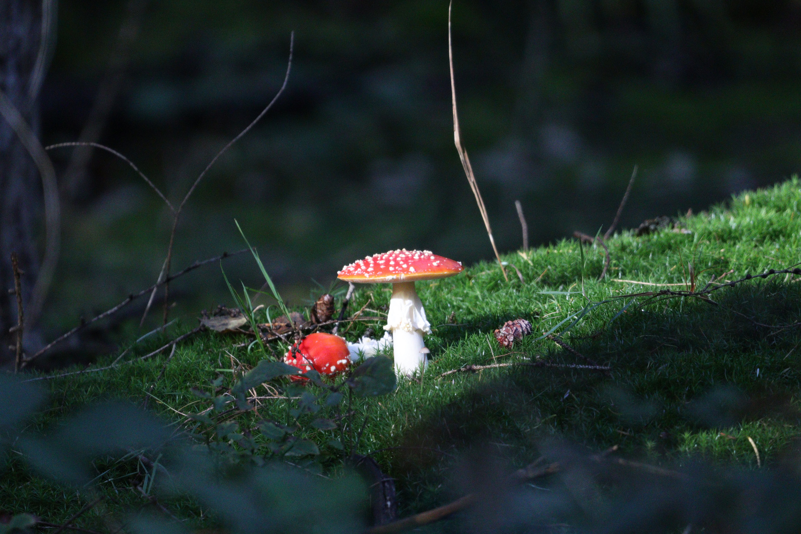 Fliegenpilz in einer Lichtung