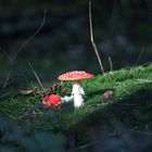 Fliegenpilz in einer Lichtung