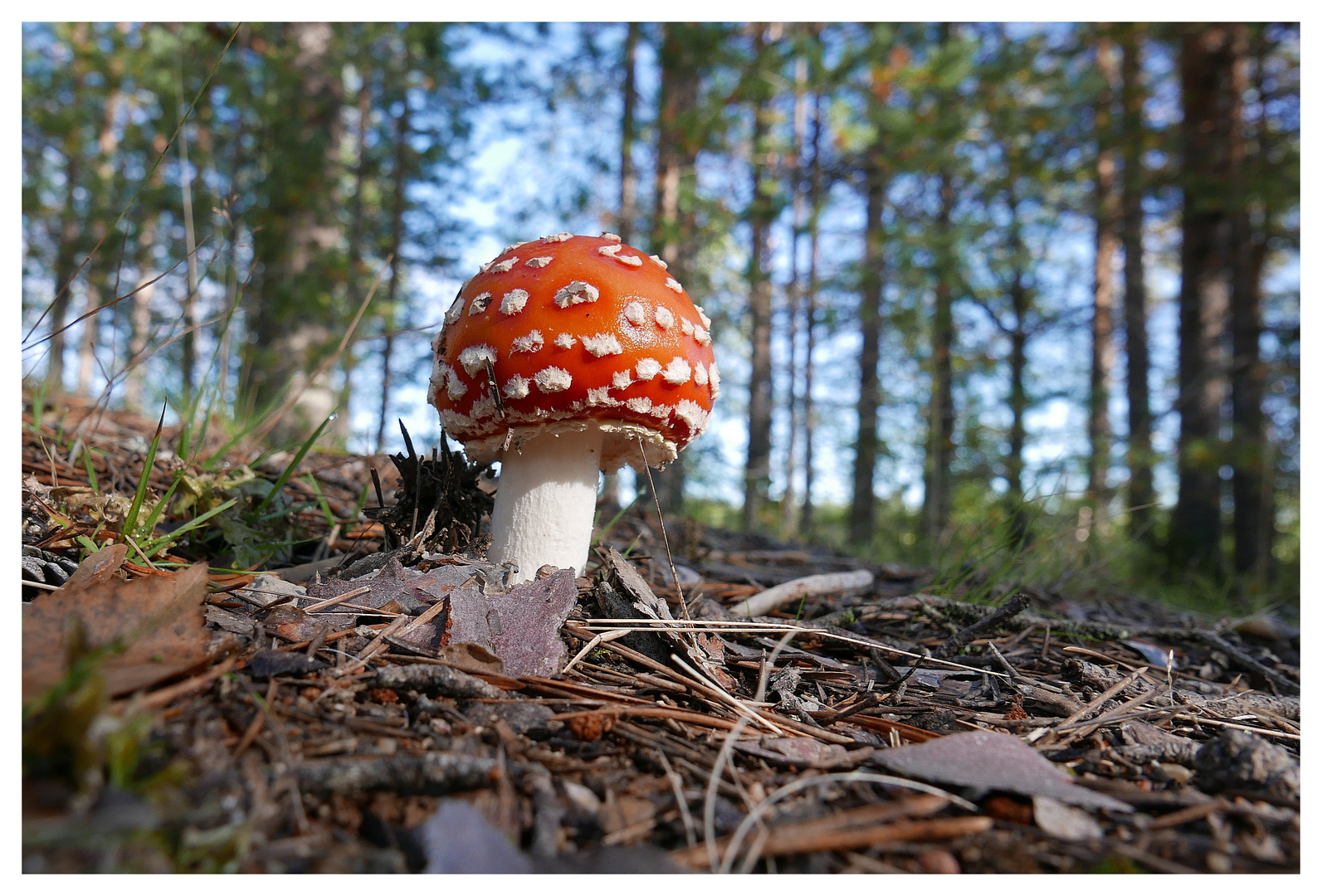 Fliegenpilz in Finnland.