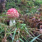 Fliegenpilz in Herbstgehölz