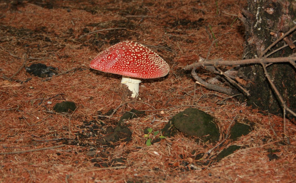 Fliegenpilz in Nachbars Garten