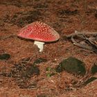 Fliegenpilz in Nachbars Garten