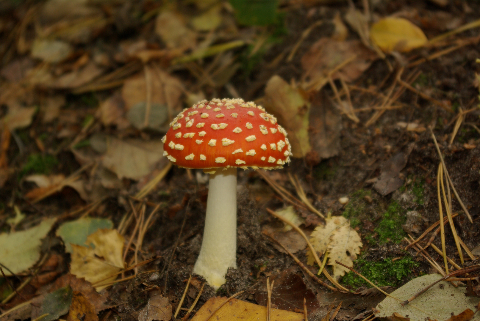 Fliegenpilz in Schönform