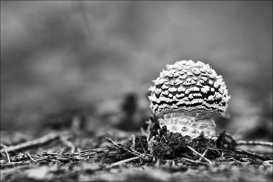 Fliegenpilz in Schwarz-Weiß