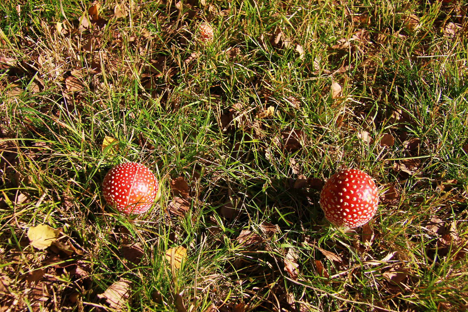 Fliegenpilz jung und schön