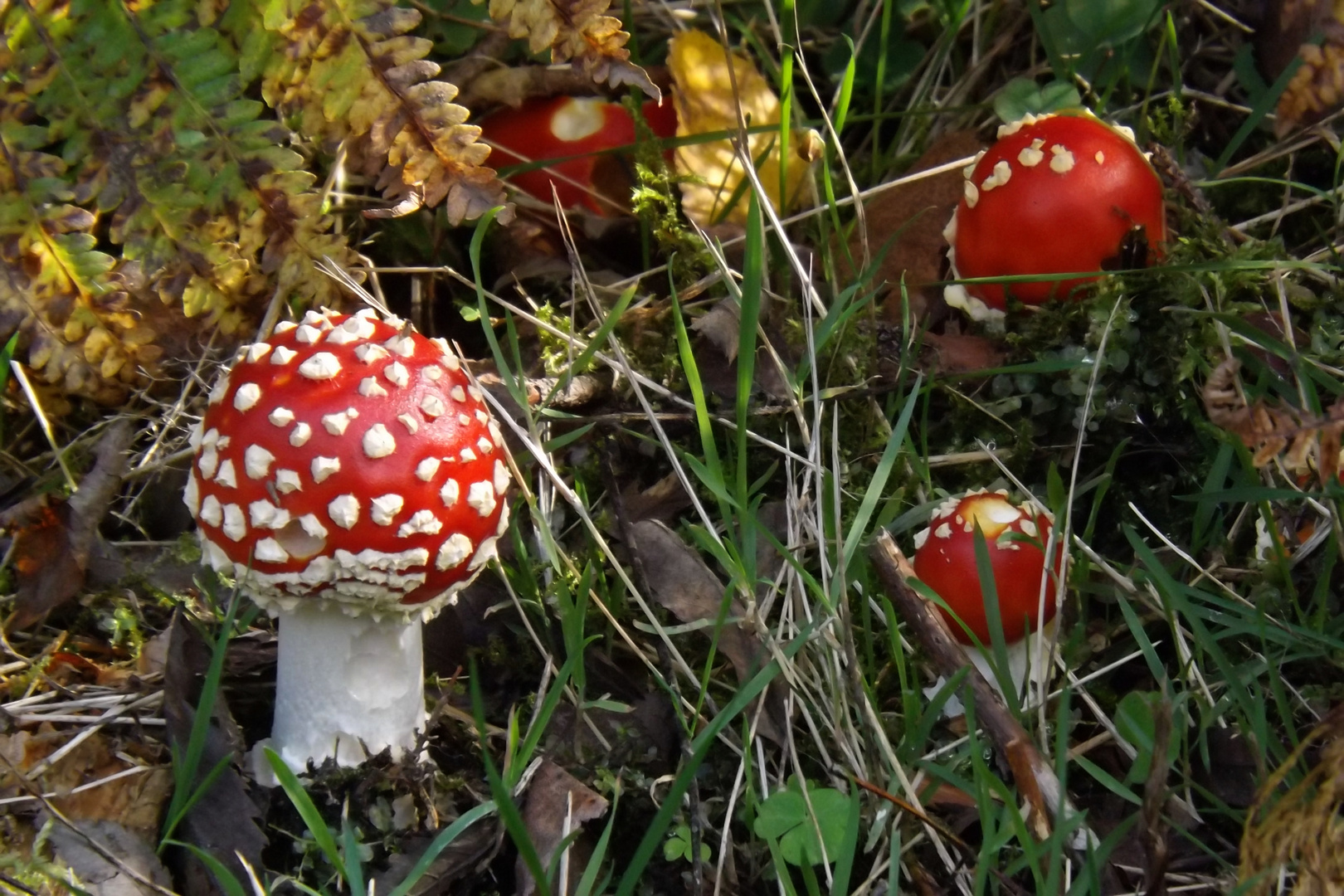 Fliegenpilz- Kindergarten ......