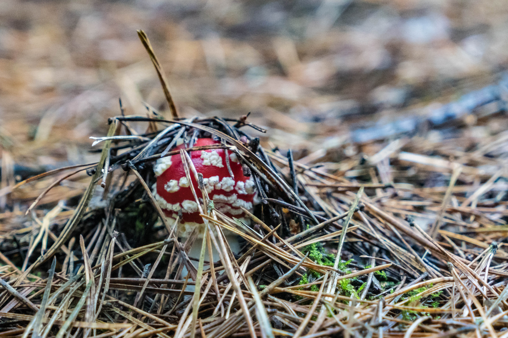 Fliegenpilz kommt aus der Erde