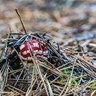 Fliegenpilz kommt aus der Erde