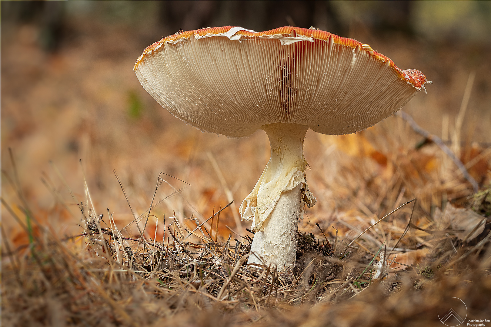 Fliegenpilz-Lamellen