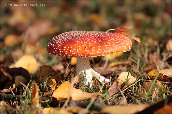 Fliegenpilz mit Birkenlaub