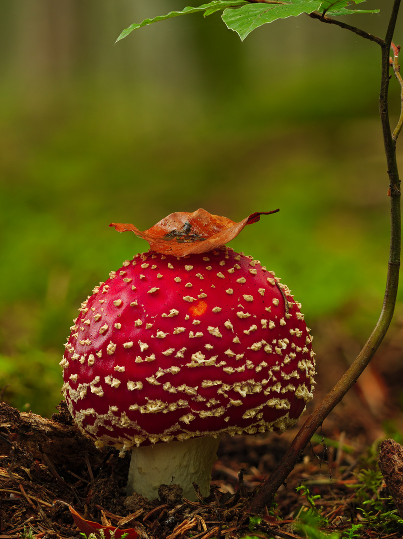 Fliegenpilz mit Deko