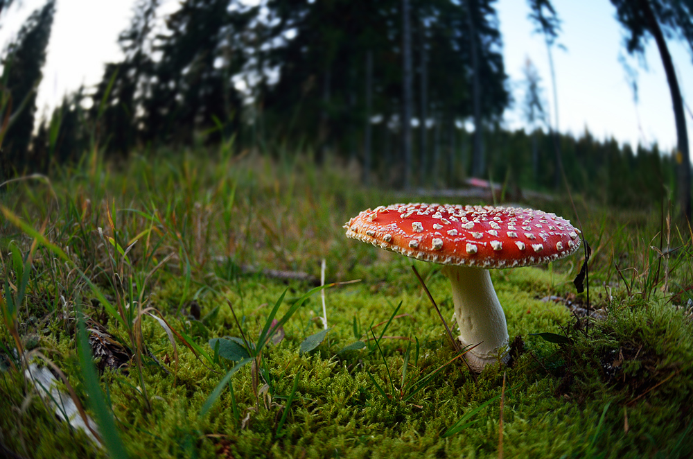 Fliegenpilz mit dem Fischauge