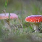 Fliegenpilz mit dem Macro