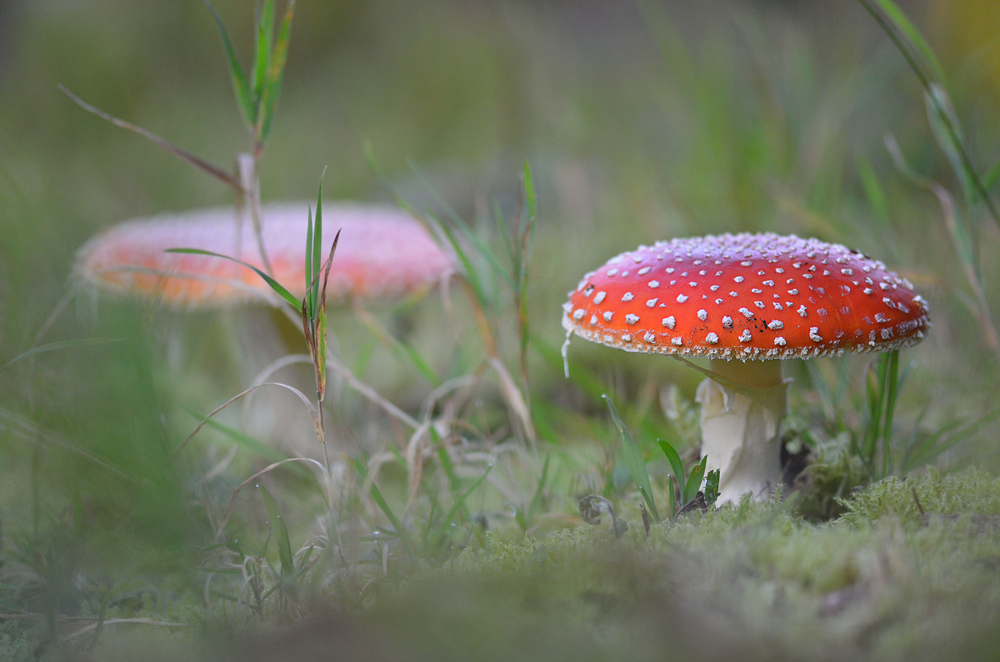 Fliegenpilz mit dem Macro