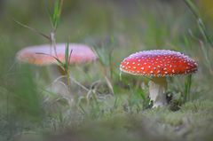 Fliegenpilz mit dem Macro