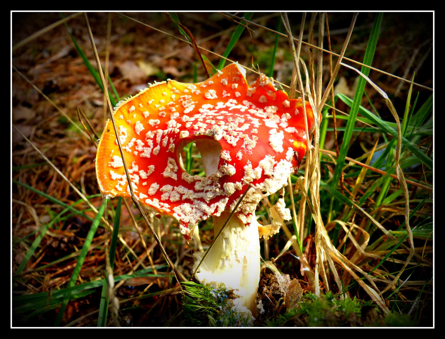 Fliegenpilz mit Durchblick ODER Auf der Suche