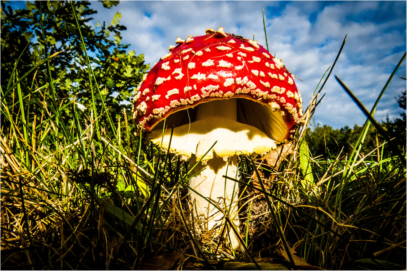 FLIEGENPILZ mit Einblick ins Oberstübchen :-))